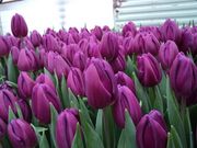 Свежий срез тюльпанов к 8 Марта оптом